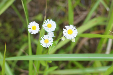 Obraz premium 安らぎの花