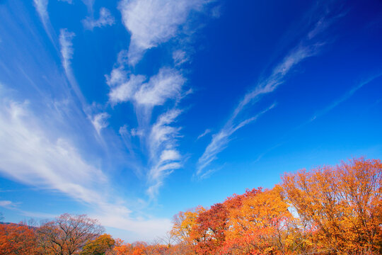 懐古園の天守台跡から望む紅葉の樹林と秋空, 日本,長野県,小諸市