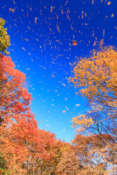懐古園の紅葉の樹林と舞い散る葉, 日本,長野県,小諸市