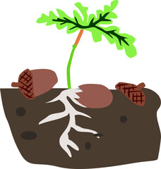 duda seed,germination of a seedling from acorns,vector drawing
