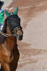 cheval de course © compagnie-17