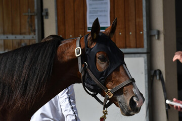 cheval de course © compagnie-17