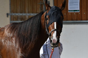cheval de course © compagnie-17