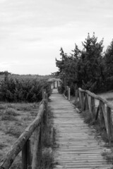 Dune ways at Torre del lago