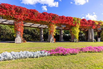 Pergola in Wroclaw on an autumn sunny day, colorful leaves of virginia creeper on a background of blue sky, Wroclaw, Poland