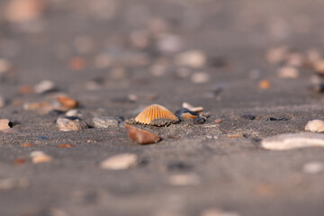 Sand shell close up
