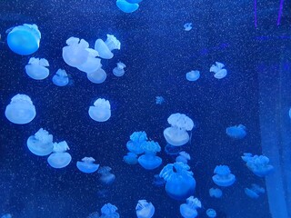 Jellyfish in the water