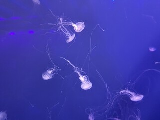 Jellyfish in the water