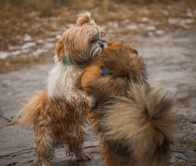 shih tzu dog playing with another dog