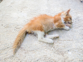 an orange cat that died from being trampled by a motorbike and got sick