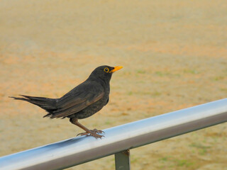 Amsel (Turdus merula) on a metal bar with blurred orange background