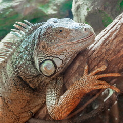 Obraz premium close up image of an iguana sitting on a timber