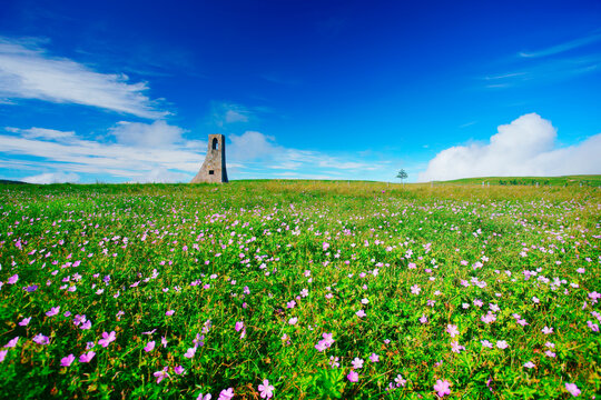 ハクサンフウロ咲く美しの塔と木立とすじ雲, 日本,長野県,上田市