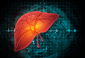 human liver anatomy on scientific background. 3d illustration