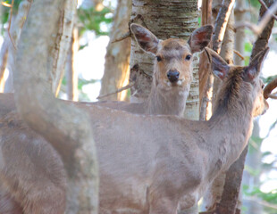 Nature photogaraphy,wild animal,deer,鹿の写真・野生動物・北海道知床半島４