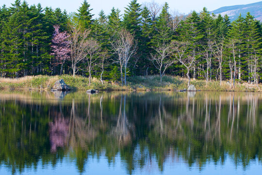 Nature photography,Shiretoko,World Natural Heritage Site,森林の風景　北海道・知床半島　世界自然遺産２