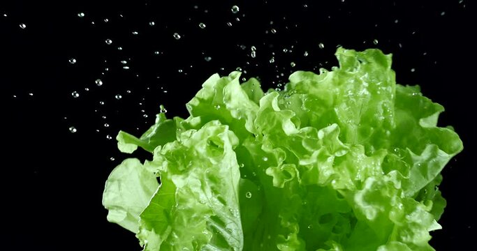 Green lettuce leaves with water drops move slow motion  on a black background. Blackmagic Ursa Pro G2, 300 fps.