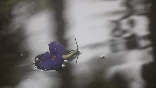 Purple bush clockvine Nilkontho flower floating in the water during the day