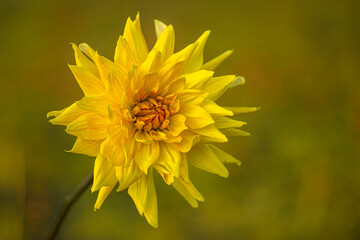 yellow chrysanthemum (flower)