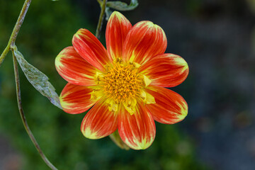 Dahlia pooh grown in a garden in Madrid