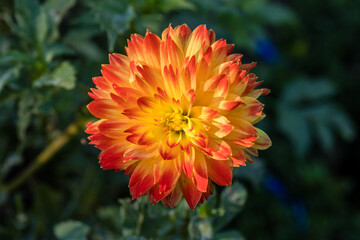 Dahlia Procyon flower grown in a garden in Madrid
