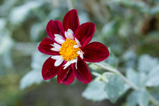 Dahlia Mary Evelin grown in a garden in Madrid