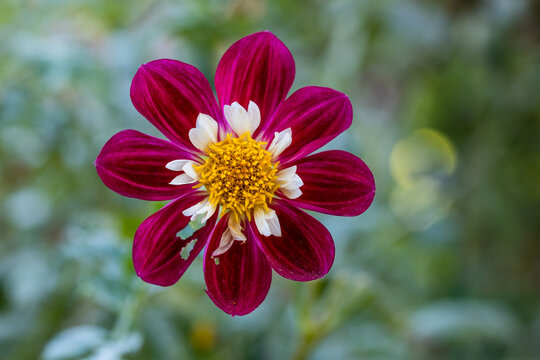 Dahlia Mary Evelin grown in a garden in Madrid
