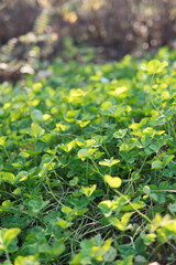 Clover close-up in the sunset