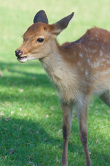 奈良・東大寺のシカ　ピンショット４