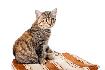 Cute young cat striped gray with a reddish tint on a white background.