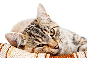 Cute young cat striped gray with a reddish tint on a white background.