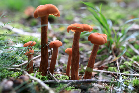 View of Laccaria bicolor mushrooms