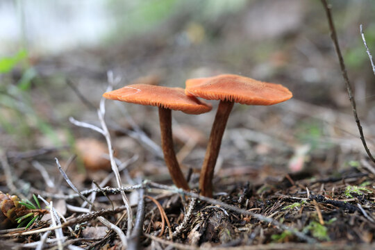 View of laccaria proxima mushrooms