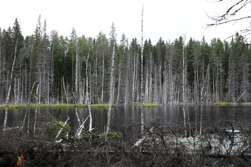 Details of forest Lake