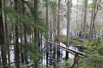 Landscape of flooded forest