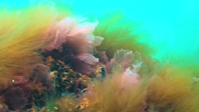 Black Sea flora. Red and green algae (Porphira leucosticta, Enteromorpha, Ulva, Ceramium, Polisiphonia) on rocks in the Black Sea