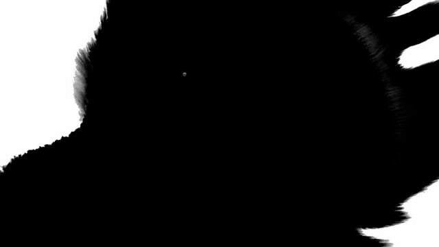 Black inks drops on white background. Drop white ink spreads