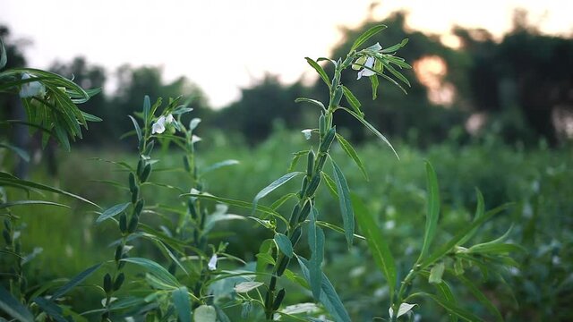 organic farming of sesame plant in the field,, teel seed, til seed plant