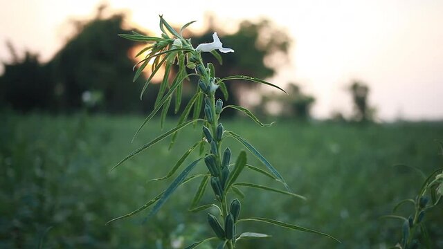 cultivation of sesame plant in the field, teel seed, til seed plant