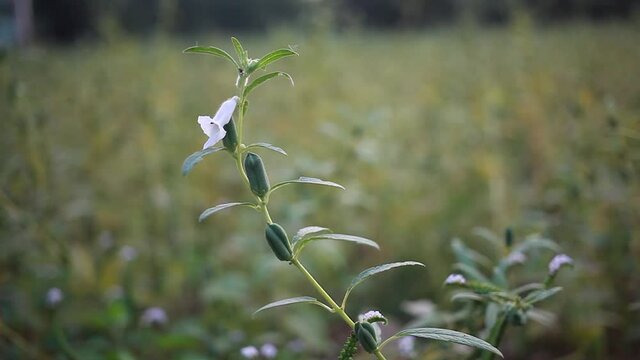 organic farming of sesame plant in the field, teel seed, til seed plant