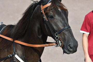 cheval de  course © compagnie-17