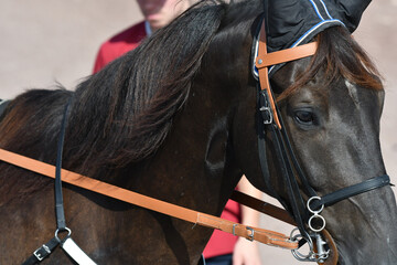 cheval de  course © compagnie-17