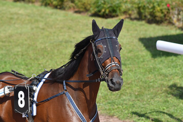 cheval de  course © compagnie-17