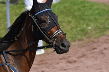 cheval de  course © compagnie-17