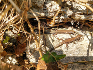 Two viviparous lizards sit on an old dry log and bask in the sun.