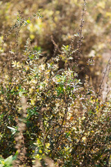 Weeds that will wither in autumn