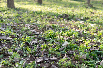 Fallen leaves and green grass outdoors