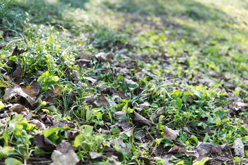 Fallen leaves and green grass outdoors