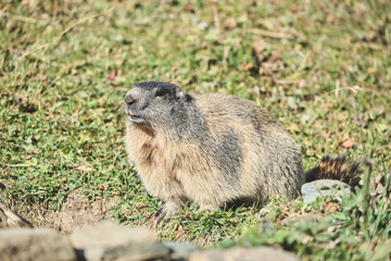 Hoary marmot