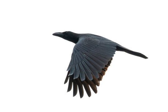 Image of a crow flapping its wings isolated on white background. Birds. Wild Animals.